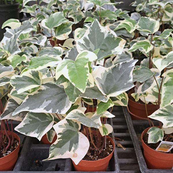 Ivy Algerian Variegated - 4in