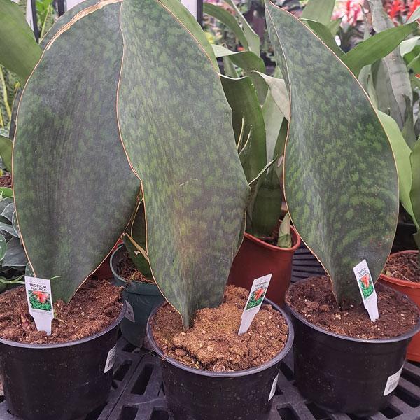 Sansevieria Whale Fin - 6in