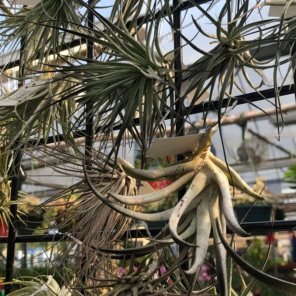 Air Plants