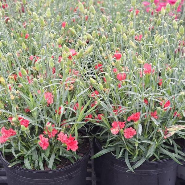 Dianthus Rosebud - 1c