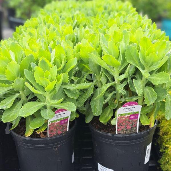 Sedum Autumn Joy - 1c