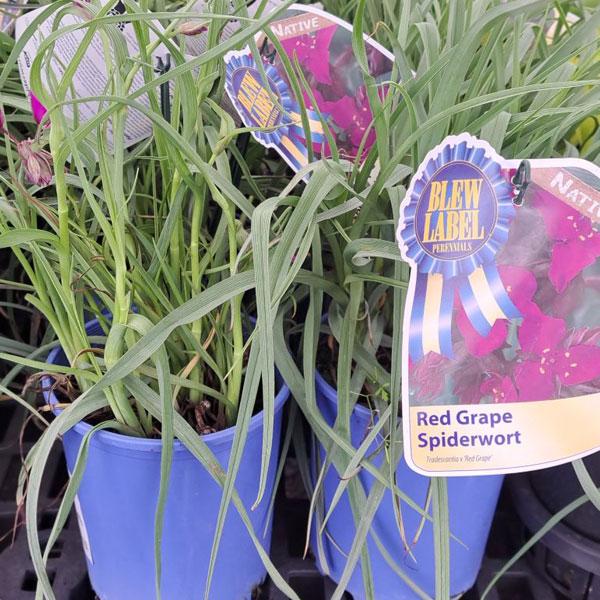 Tradescantia Red Grape - 1c