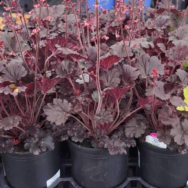Heuchera Timeless Night - 1c