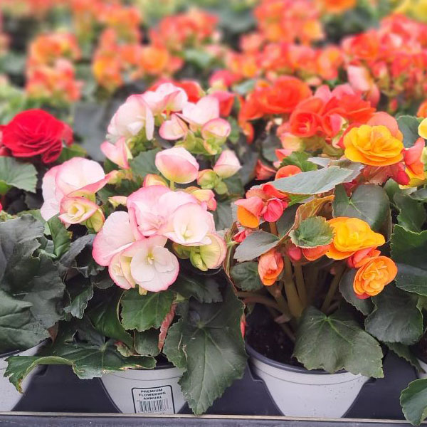 Begonia Reiger and Premium Assorted - 4.5in