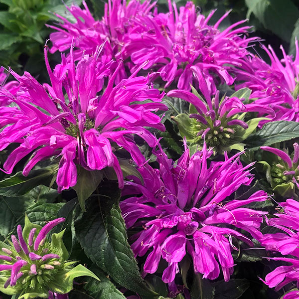 Bee Balm