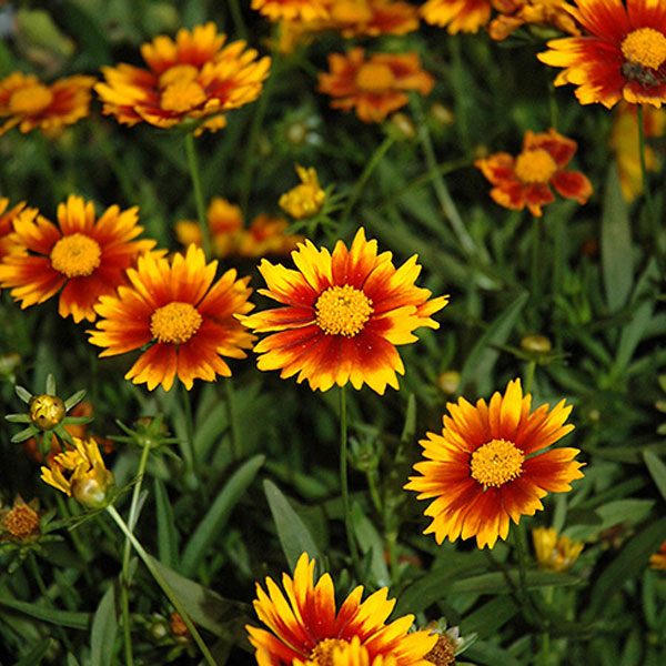 Coreopsis - Tickseed