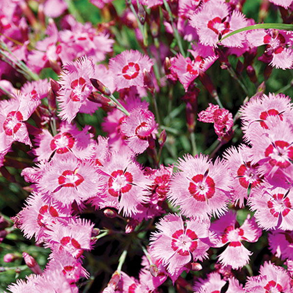 Dianthus - Carnations/Pinks