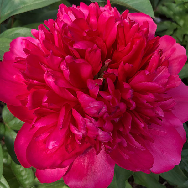 Peony