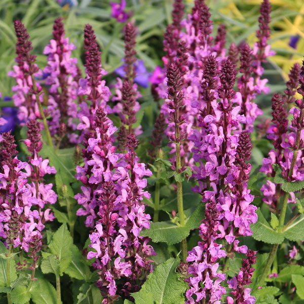 Salvia - Garden Sage