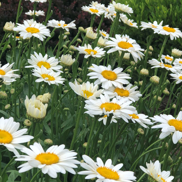 Shasta Daisy