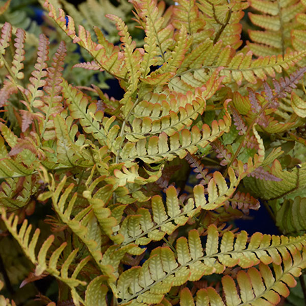 Ferns