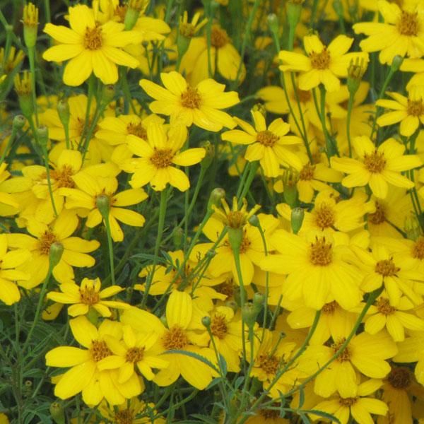 Coreopsis Zagreb - 1c