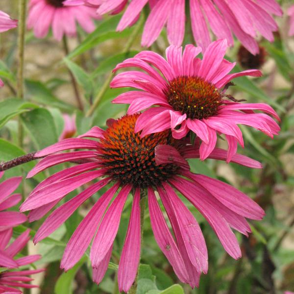 Echinacea Rubinstern - 1c