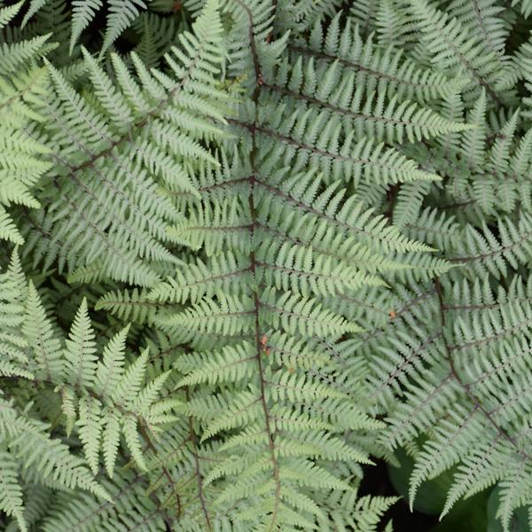 Fern Ghost - 1c