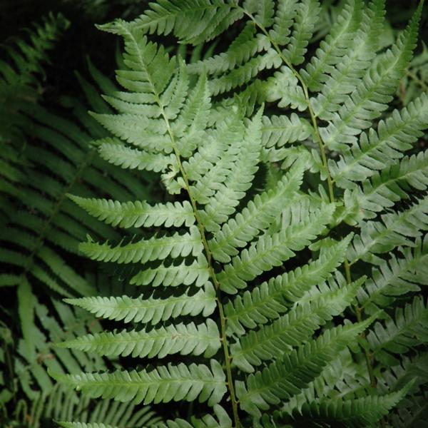 Fern Dixie Wood - 1c