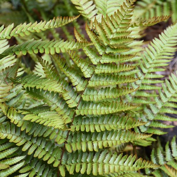 Fern Autumn - 1c