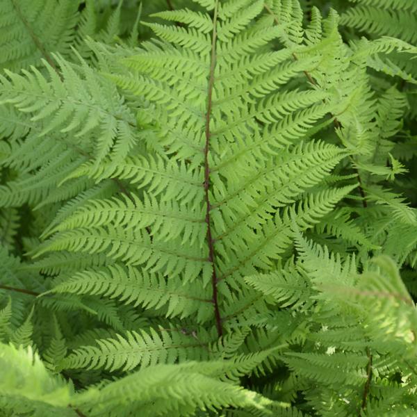 Fern Lady In Red - 1c