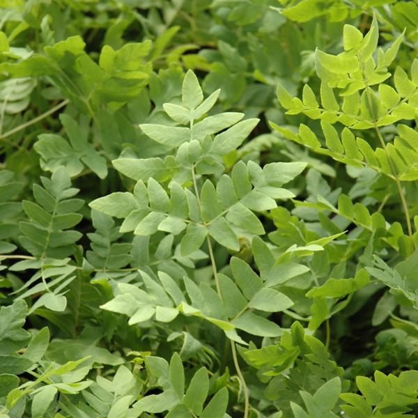 Fern Royal - 1c