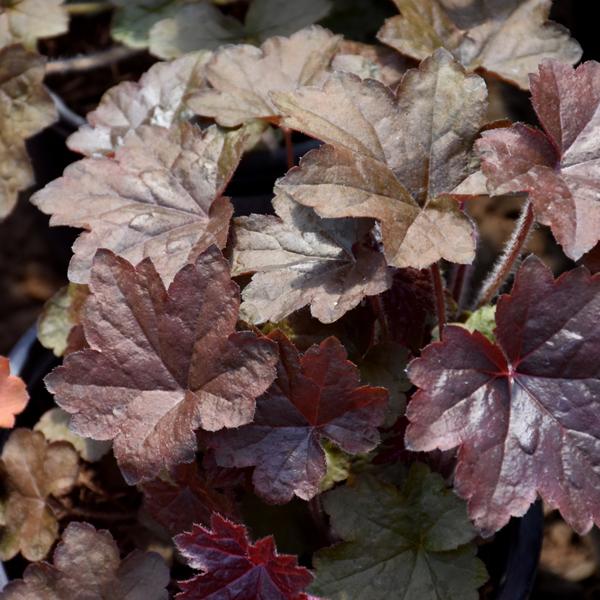 Heuchera Palace Purple - 1c