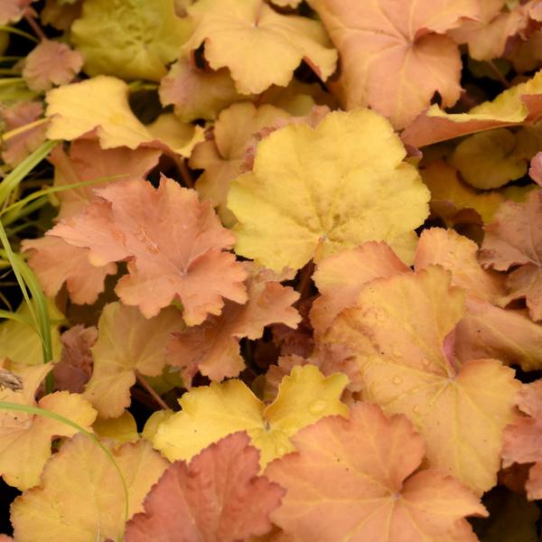 Heuchera Caramel - 1c