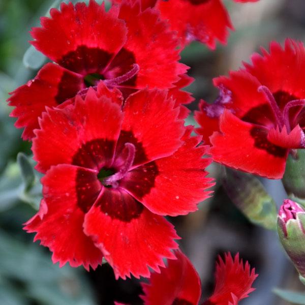 Dianthus Fire Star - 1c