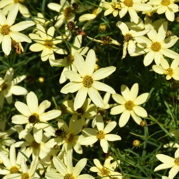 Coreopsis Moonbeam - 2c