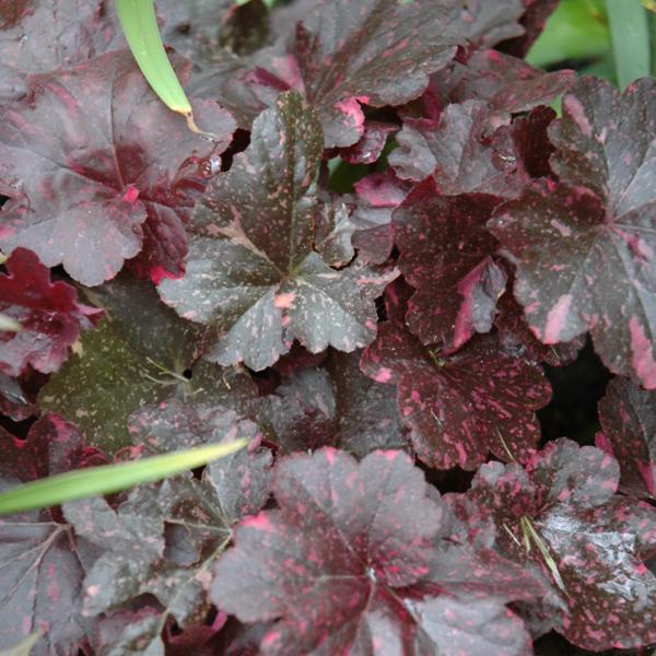 Heuchera Midnight Rose - 1c