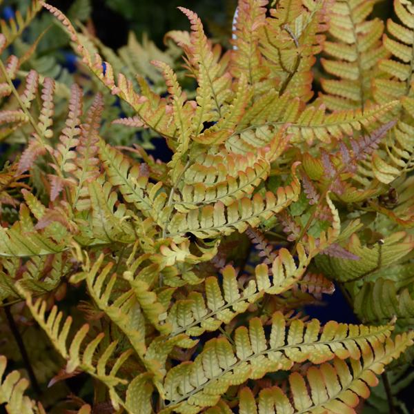 Fern Autumn Brillance - 1c