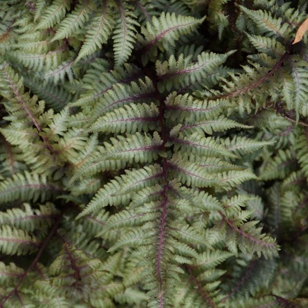 Fern Japanese Painted - 1c