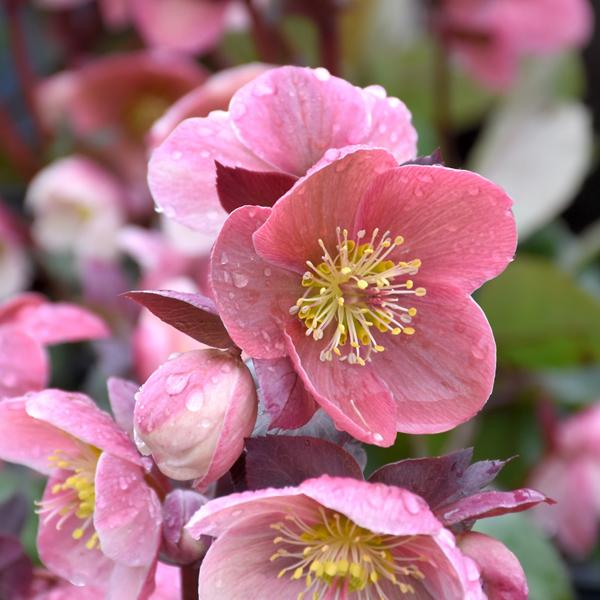 Helleborus Pink Frost - 1C