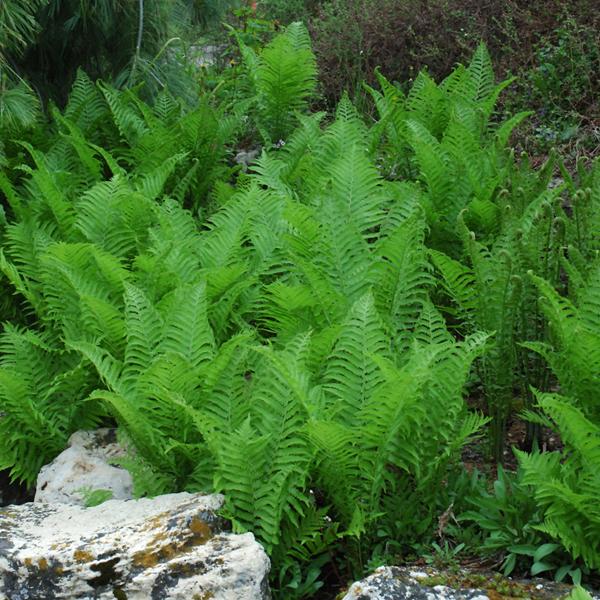 Fern Ostrich - 1c