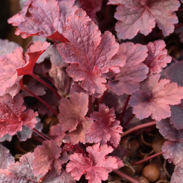 Heuchera Cajun Fire - 1c
