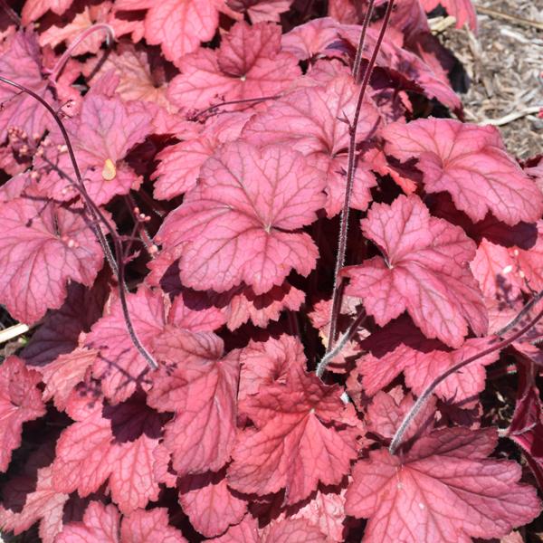 Heuchera Georgia Plum - 1c