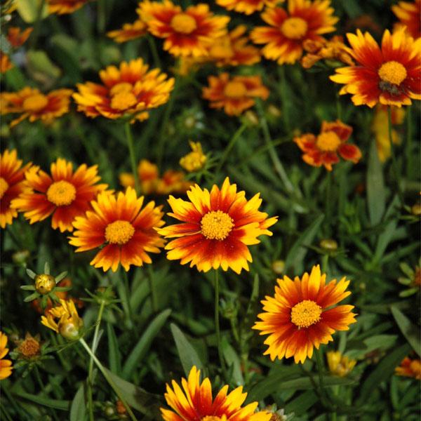 Coreopsis Daybreak - 1c