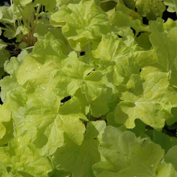 Heuchera Citronella - 1c