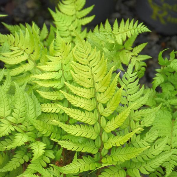 Fern Korean Rock - 1c