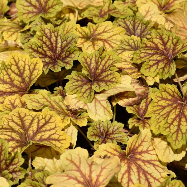 Heuchera Red Lightning - 1c