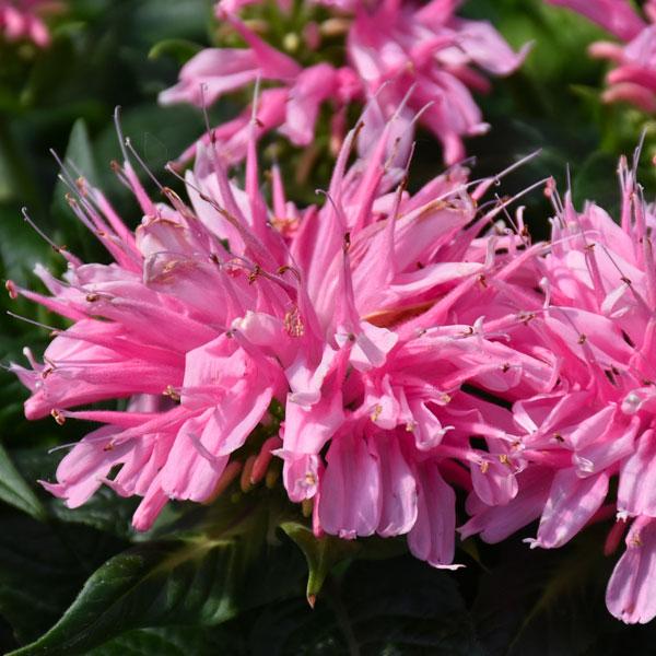 Monarda Electric Neon - 1c