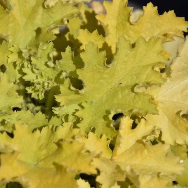 Heuchera Twist Of - 1c