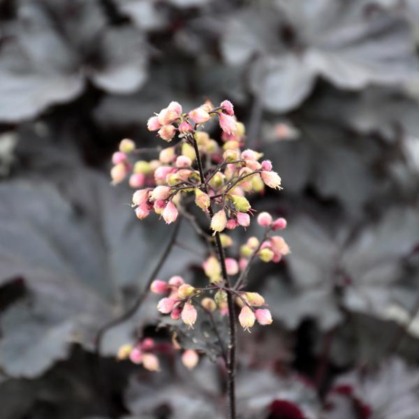 Heuchera Black Pearl - 1c