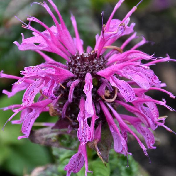 Monarda Leading Lady - 1c