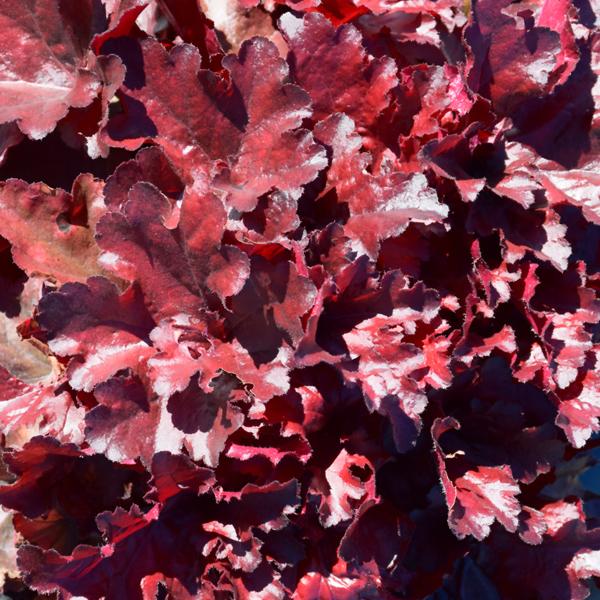 Heuchera Forever Red - 1c