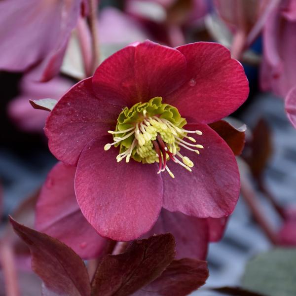 Helleborus Annas Red - 1.5c