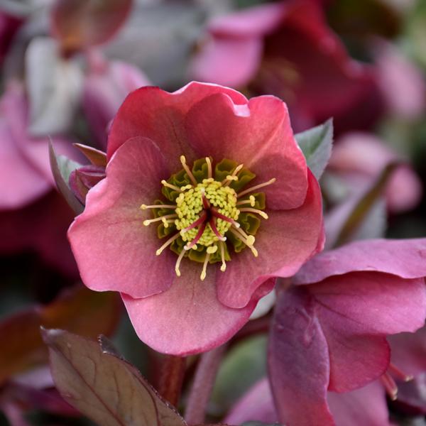 Helleborus Pennys Pink - 1.5c