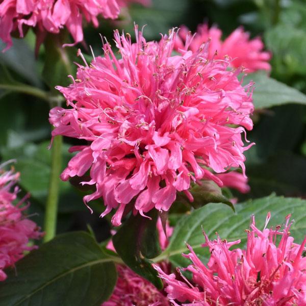 Monarda Bubblegum Blast - 2c
