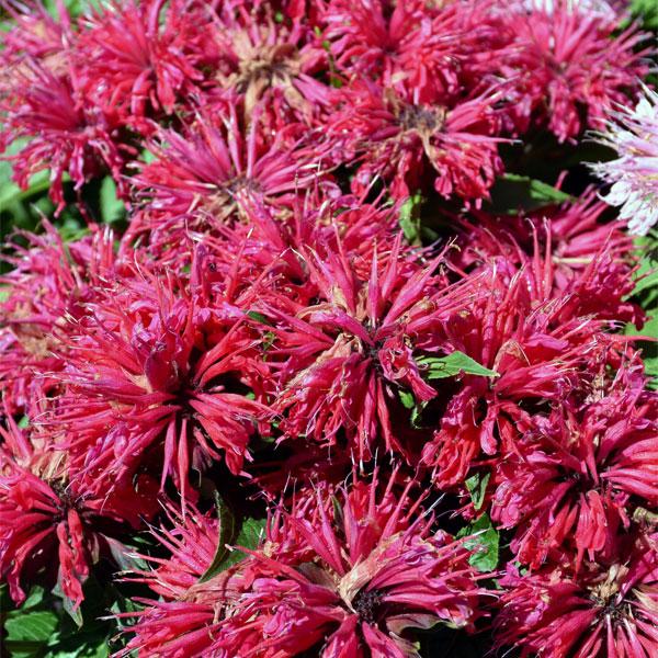 Monarda Cherry Pops - 2c