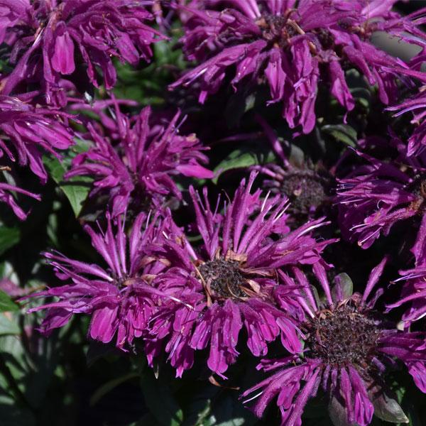 Monarda Rockin Raspberry - 2c