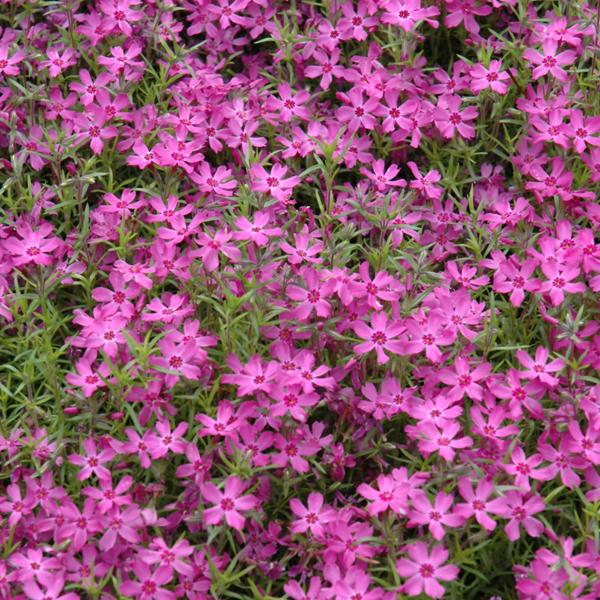 Phlox Subulata Crimson - 1c