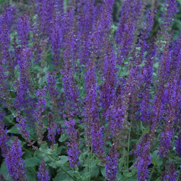 Salvia May Night - 1c