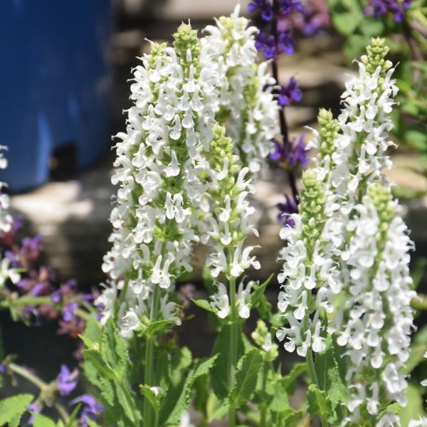 Salvia Snow Hill - 1c